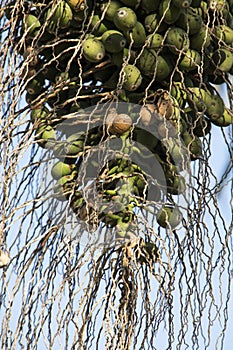 Phoenix dactylifera or date palm