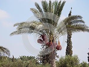 Phoenix dactylifera, the date palm, a flowering-plant species in the palm family, Arecaceae, cultivated for its edible sweet fruit