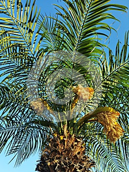 Phoenix dactylifera or date palm tree with green leaves against the clear sky