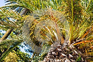 Phoenix dactylifera date palm tree unripe growing fruit