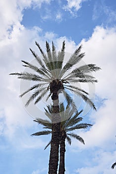 Phoenix dactylifera palm