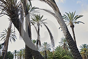 Phoenix dactylifera palm