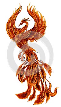 Phoenix Fire bird illustration and character design. Hand drawn Phoenix tattoo photo