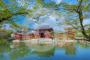 The Phoenix Hall of Byodo-in Temple in Kyoto, Japan with full bloom cherry blossom in spring