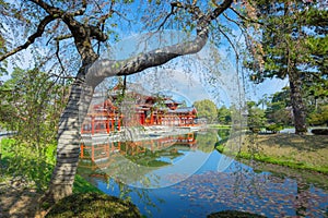 The Phoenix Hall of Byodo-in Temple in Kyoto, Japan with full bloom cherry blossom in spring