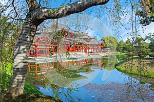 The Phoenix Hall of Byodo-in Temple in Kyoto, Japan with full bloom cherry blossom in spring