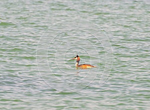 The phoenix headed grebe in Songya Lake