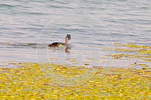 The phoenix headed grebe in Songya Lake