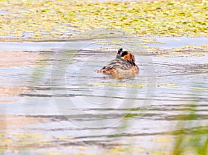 The phoenix headed grebe in Songya Lake