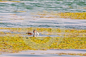 The phoenix headed grebe in Songya Lake