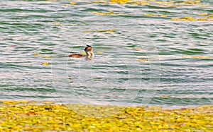 The phoenix headed grebe in Songya Lake