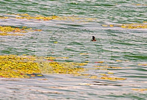 The phoenix headed grebe in Songya Lake