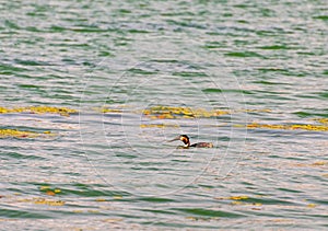 The phoenix headed grebe in Songya Lake