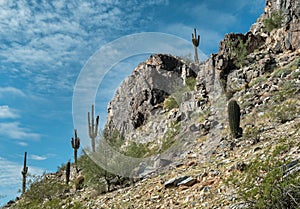 Phoenix Mountains Preserve photo