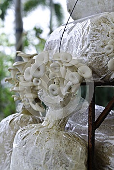 Phoenix mushroom or Indian Oyster mushroom