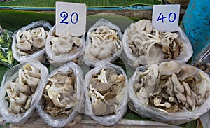 Phoenix Oyster Mushroom