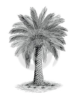 Phoenix palm hand draw vintage engraving style black and white clip art