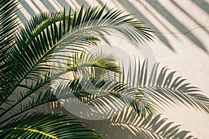 Phoenix palm tree shadow on neutral background