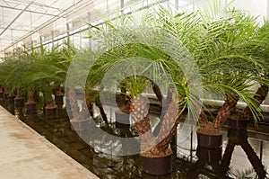 Phoenix palms in a hydroculture plant nursery