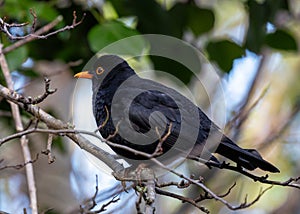 Phoenix Park\'s Songster - Male Blackbird (Turdus merula) in Dublin