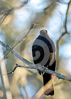 Phoenix Park\'s Songster - Male Blackbird (Turdus merula) in Dublin