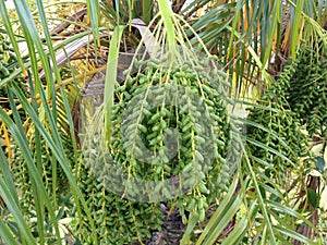 Phoenix Roebelenii Date Palm (Pygmy Date Palm or Miniature Date Palm) with Green Unripe Dates.