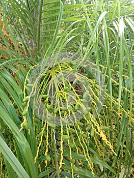 Phoenix Roebelenii Date Palm (Pygmy Date Palm or Miniature Date Palm) with Green Unripe Dates.