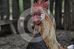 Phoenix rooster traditional rural barn yard