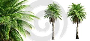 Phoenix Rupicola Tree (Cliff Date) palm trees isolated on white background and selective focus close-up. 3D render.