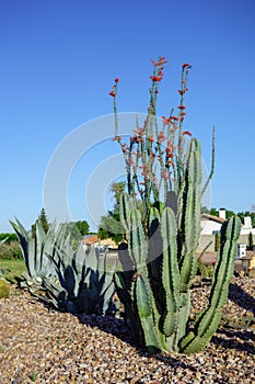 Phoenix Street Xeriscaping with Desert Plants photo