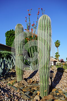 Phoenix Street Xeriscaping with Desert Plants photo