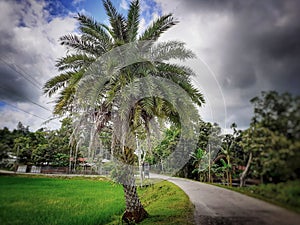 Phoenix sylvestris or silver date palm tree near the rice field photo