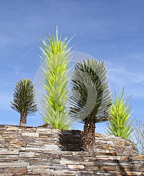 Phoenix/Tempe, Desert Botanical Garden: Dale Chihuly Sculptures: Yuccas