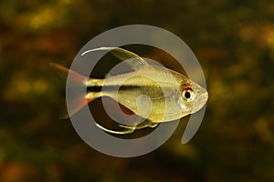 Phoenix Tetra Aquarium Fish Hemigrammus filamentosus