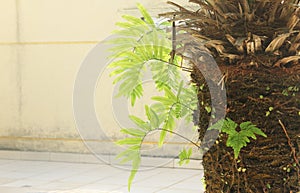 Phoenix trunck  with  Fern in garden photo