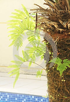 Phoenix trunck  with  Fern in garden photo