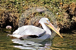 Phoenix Zoo, Arizona Center for Nature Conservation, Phoenix, Arizona, United States