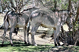 Phoenix Zoo, Arizona Center for Nature Conservation, Phoenix, Arizona, United States