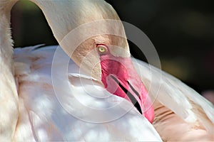 Phoenix Zoo, Arizona Center for Nature Conservation, Phoenix, Arizona, United States