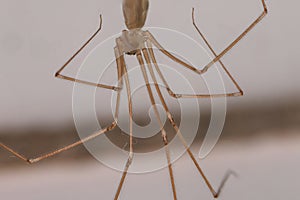 Pholcidae also known as Cellar spider