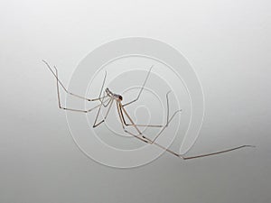 Pholcidae - Cellar spider on the white wall