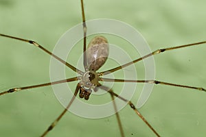 Pholcidae Daddy Long Legs Spider Up Close
