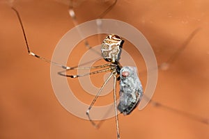 Pholcidae spider with prey