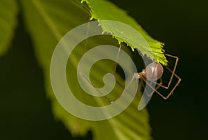 Pholcus opilionoides