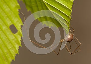 Pholcus opilionoides