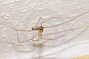 Pholcus Phalangioides