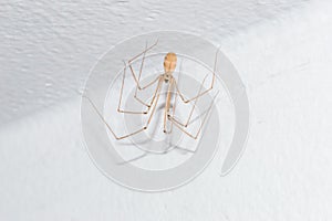 Pholcus phalangioides, also known as the longbodied cellar spider