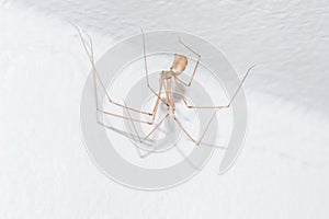 Pholcus phalangioides, also known as the longbodied cellar spider on white wall