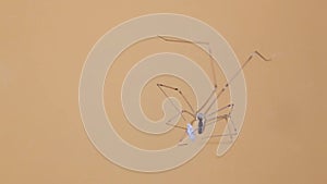 Pholcus phalangioides, also known as the longbodied cellar spider while wrapping a prey in the cocoon