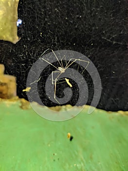 Pholcus phalangioides, commonly known as daddy long-legs spider or longbodied cellar spider, is a spider of the family Pholcidae.